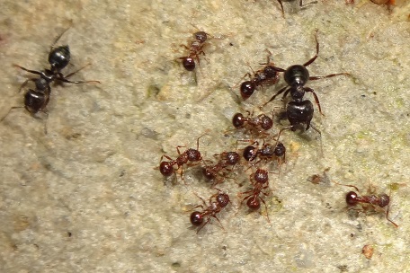 PRISTOMYRMEX PUNCTATUS 25 bis 40W Ameisen Arbeiterin Formicarium Asien Ant 