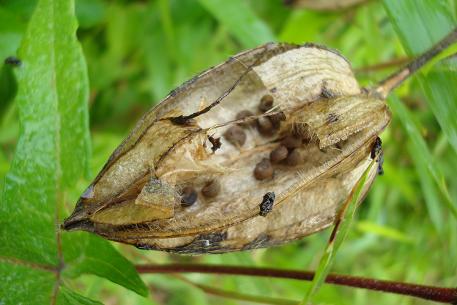 Abelmoschus moschatus — photograph 3 of 5