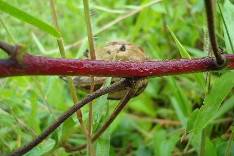 Abelmoschus moschatus — photograph 4 of 5