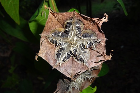 Abroma augusta — photograph 2 of 10
