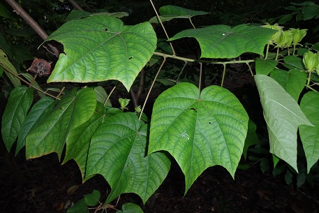 Abroma augusta — photograph 4 of 10