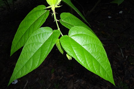 Abroma augusta — photograph 5 of 10