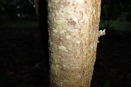 Abroma augusta — photograph 6 of 10