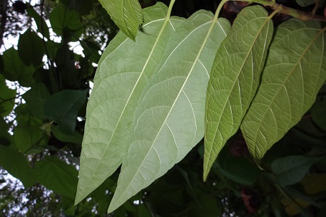 Abroma augusta — photograph 7 of 10