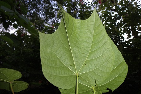 Abroma augusta — photograph 8 of 10