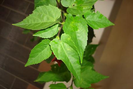 Abutilon megapotamicum — photograph 2 of 8