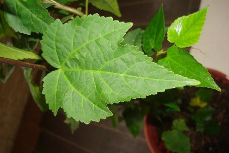 Abutilon megapotamicum — photograph 3 of 8