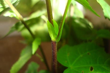 Abutilon megapotamicum — photograph 4 of 8