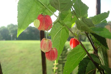 Abutilon megapotamicum — photograph 5 of 8