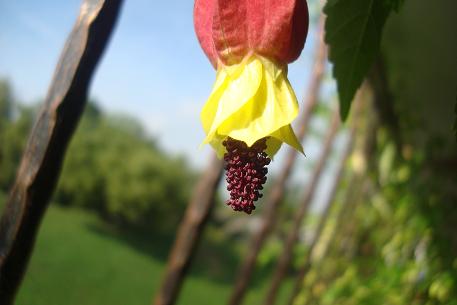 Abutilon megapotamicum — photograph 6 of 8