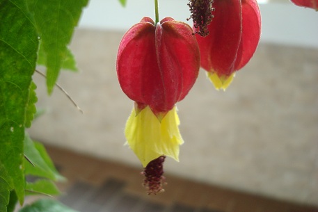 Abutilon megapotamicum — photograph 7 of 8