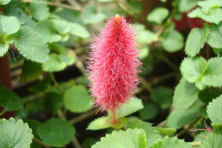 Acalypha chamaedrifolia — photograph 2 of 4