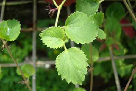 Acalypha chamaedrifolia — photograph 3 of 4