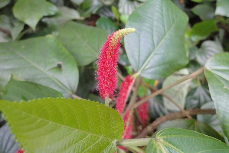 Acalypha hispida — photograph 2 of 4
