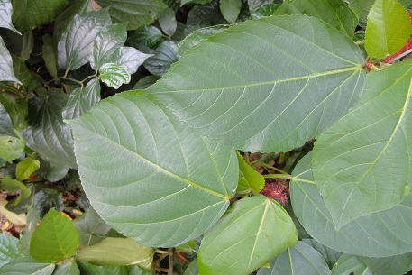 Acalypha hispida — photograph 3 of 4