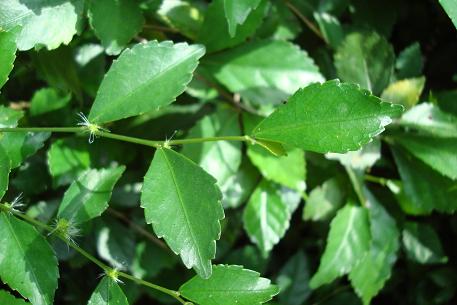 Acalypha siamensis — photograph 2 of 7