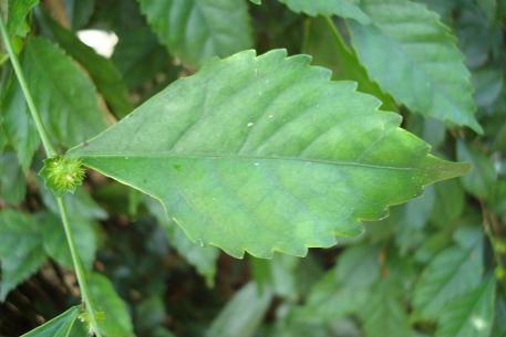 Acalypha siamensis — photograph 3 of 7