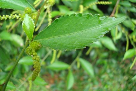 Acalypha siamensis — photograph 4 of 7