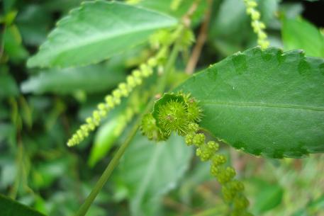 Acalypha siamensis — photograph 5 of 7