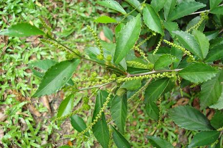 Acalypha siamensis — photograph 6 of 7