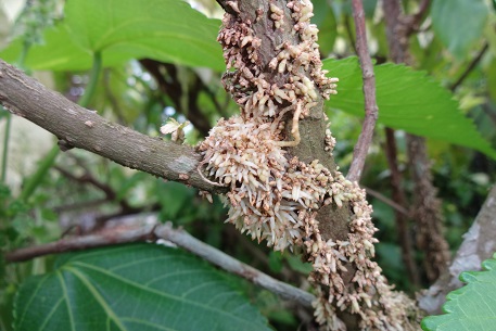 Acalypha wilkesiana — photograph 2 of 9