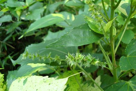 Acalypha wilkesiana — photograph 4 of 9