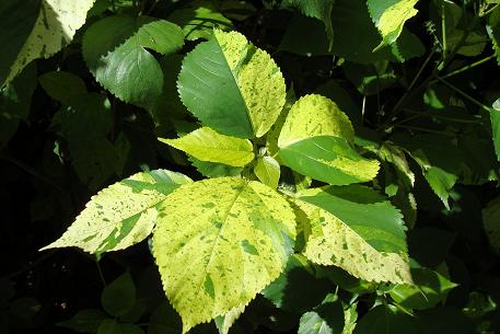 Acalypha wilkesiana — photograph 5 of 9
