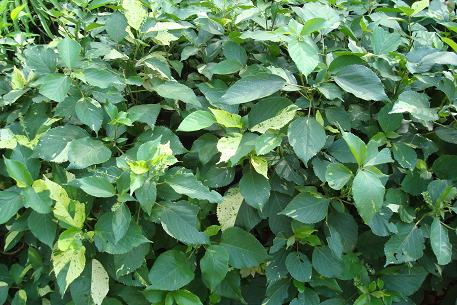 Acalypha wilkesiana — photograph 6 of 9