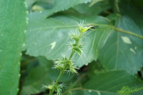 Acalypha wilkesiana — photograph 7 of 9