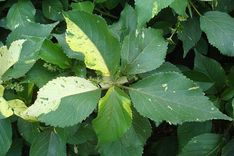 Acalypha wilkesiana — photograph 8 of 9