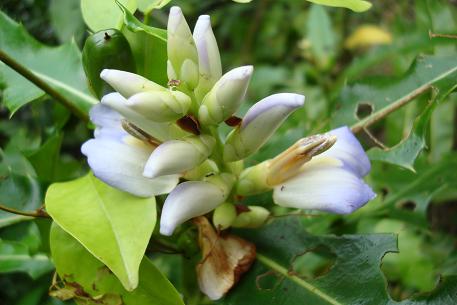 Acanthus ilicifolius — photograph 2 of 6