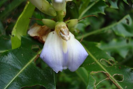 Acanthus ilicifolius — photograph 3 of 6