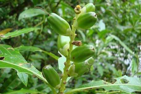 Acanthus ilicifolius — photograph 4 of 6