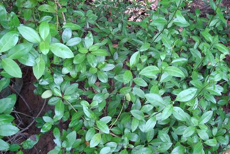 Acanthus volubilis — photograph 4 of 7