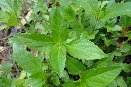 Acmella uliginosa — photograph 2 of 7