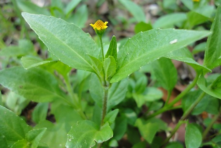 Acmella uliginosa — photograph 3 of 7