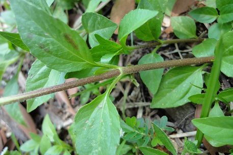 Acmella uliginosa — photograph 4 of 7