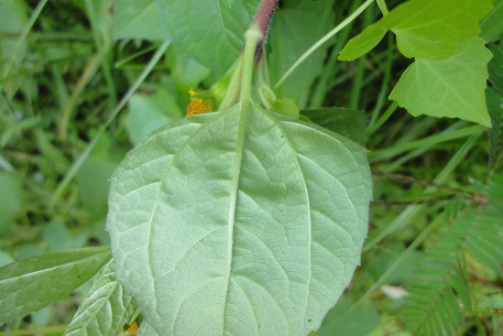 Acmella uliginosa — photograph 6 of 7