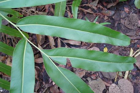 Acrostichum aureum — photograph 2 of 7