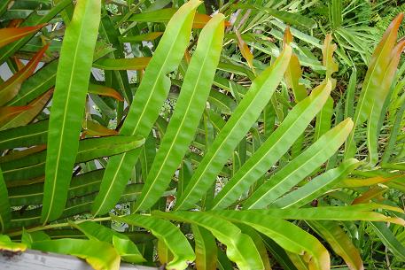Acrostichum aureum — photograph 4 of 7