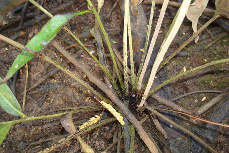Acrostichum speciosum — photograph 2 of 7
