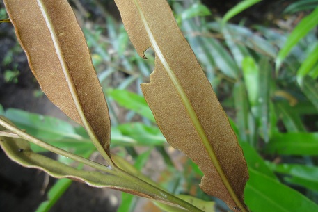 Acrostichum speciosum — photograph 4 of 7