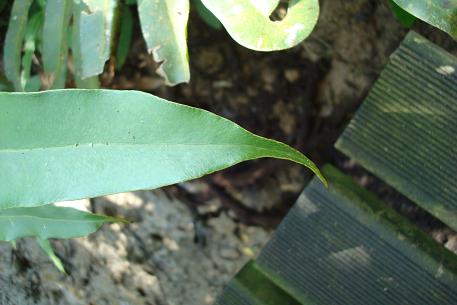 Acrostichum speciosum — photograph 5 of 7