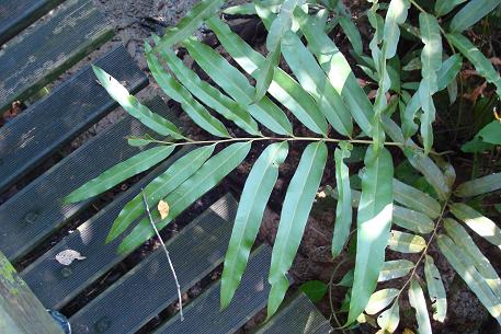 Acrostichum speciosum — photograph 6 of 7