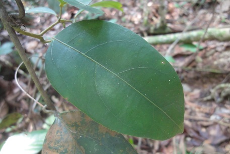 Adenia macrophylla — photograph 2 of 6