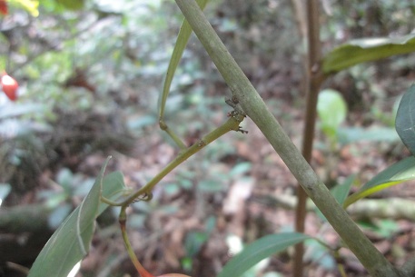 Adenia macrophylla — photograph 3 of 6
