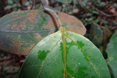 Adenia macrophylla — photograph 4 of 6