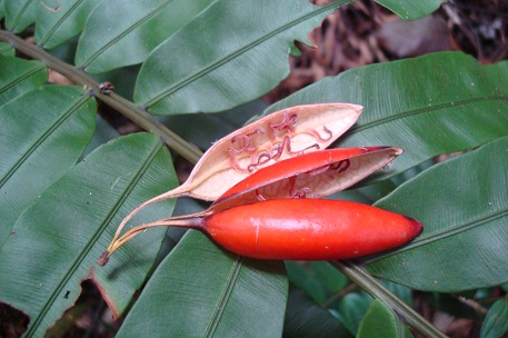 Adenia macrophylla — photograph 5 of 6