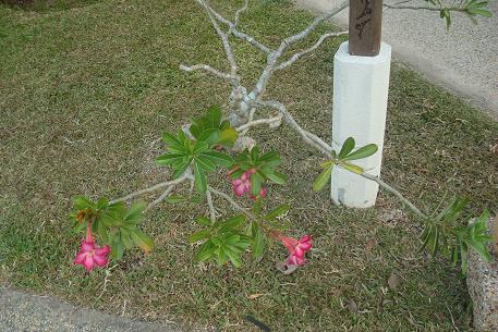 Adenium obesum — photograph 2 of 8