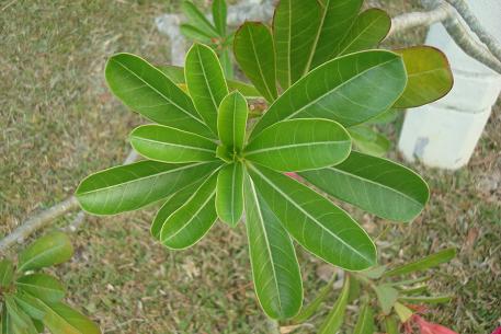 Adenium obesum — photograph 3 of 8